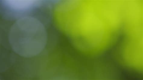 Beautiful Blurry Green Blue Nature Background Stock Footage Video 100