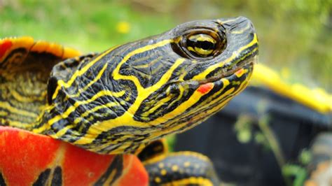 Rare Western Painted Turtle Eggs Threatened By Invasive Plants In Bc