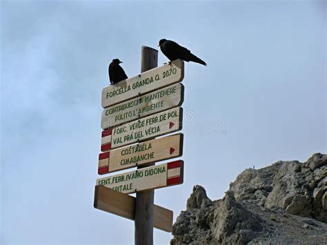 Via I Ferratas In Dolomia Uccelli Neri Su Un Indicatore Stradale