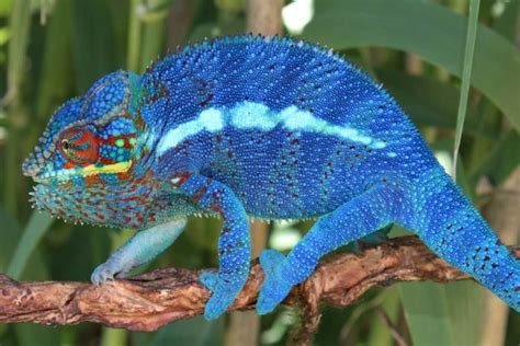 Panther Chameleon Care Sheet Reptiles Cove