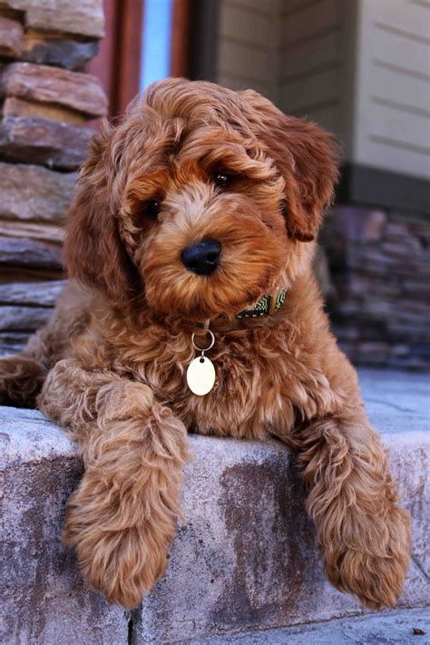 Read what others have to say about their experience with. Labradoodle Puppy Adoption - Daisy Hill Australian ...