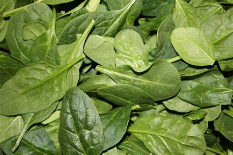 Baby Spinach Leaves Picture | Free Photograph | Photos Public Domain
