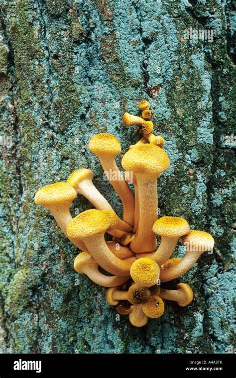 Honey Fungus Armillaria Mellea Fruiting Bodies On A Trunk Germany