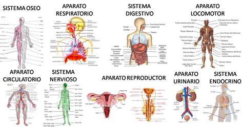 Sistemas Del Cuerpo Humano