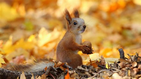 Squirrel Is Sitting On Dry Leaves And Eating Nuts Hd Animals Wallpapers