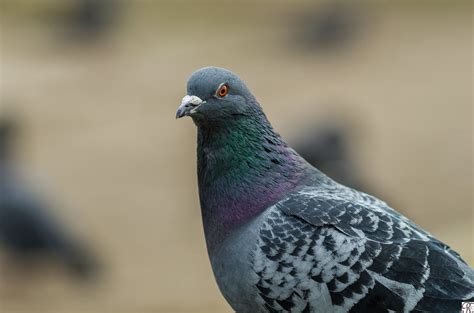Rock Dove Columbidae Feral Pigeon Close Up 4 Lens Car Flickr