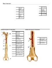 The structure of a long bone allows for the best visualization of all of the parts of a bone (link). Chapter 7 - Labeling Bone Development and Fractures - secondary ossification center blood vessel ...