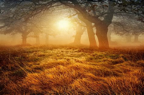 Misty Morning Grass Golden Sunrise Morning Trees Enchanted Fog