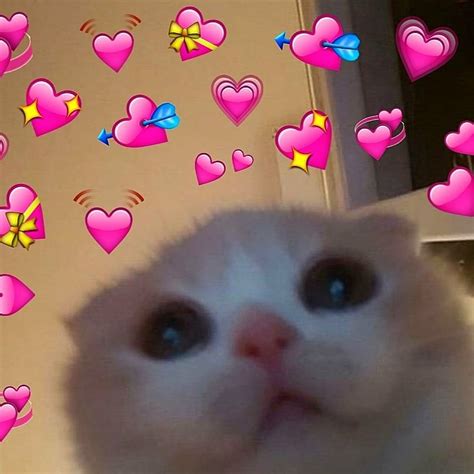 Wholesome Heart Emoji Meme Cat Dimecorazonteestoyescuchando