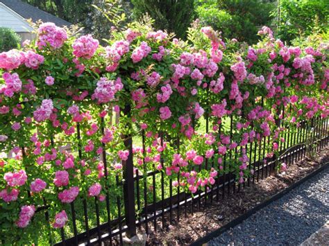 Seven Tips For Growing Climbing Roses Gartenzaun Ideen