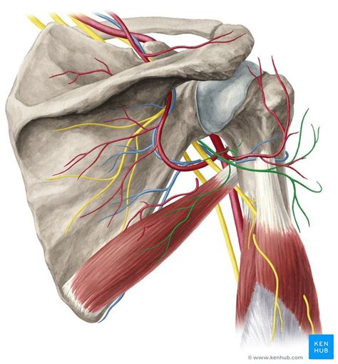 Axillary Nerve Axillary Nerve Body Muscle Anatomy Muscle Anatomy