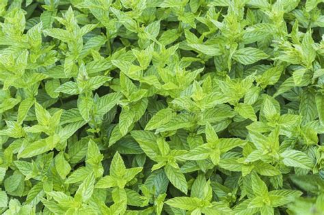Mint Plants In A Herb Garden Stock Image Image Of Backgrounds