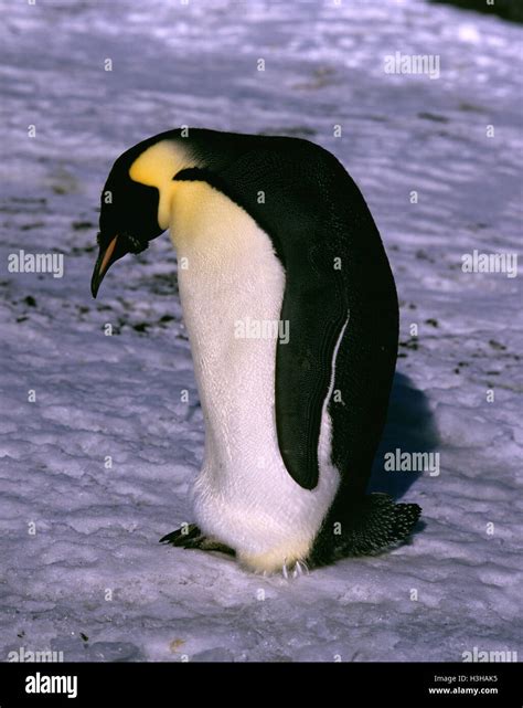 Emperor Penguin Aptenodytes Forsteri Stock Photo Alamy