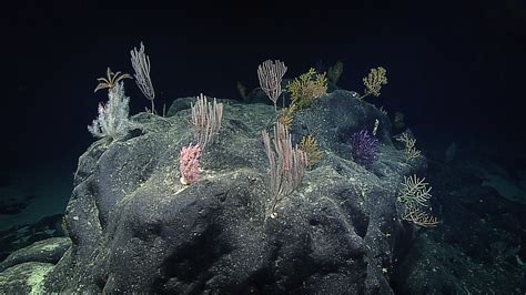 Discovering Deep Sea Corals Of The Phoenix Islands Schmidt Ocean