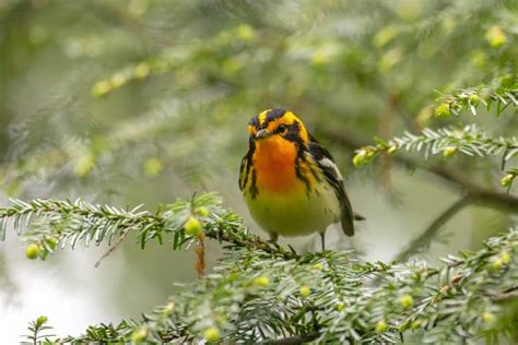 21 Types Of Birds With Orange Chests Bird Nature