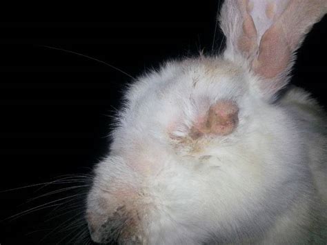 Болезни глаз у кроликов причины симптомы и лечение