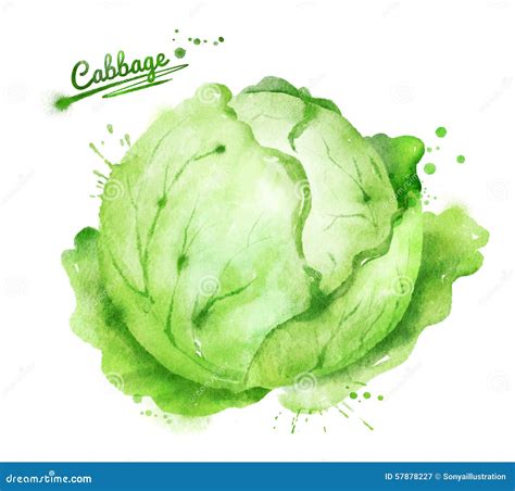 Watercolor Cabbage Stock Illustration Illustration Of Organic
