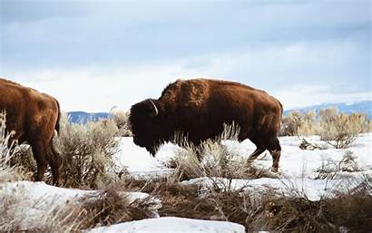 Bison American Wallpapers Desktop Buffalo Native Plains