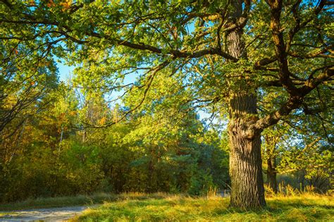 Sunny Day In Summmer Sunny Forest Trees Green Stock Image Image Of