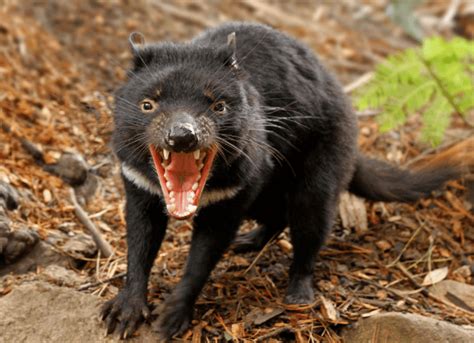 Un demonio de tasmania.daniel munoz / reuters. Las características del Demonio de Tasmania: un animal en ...