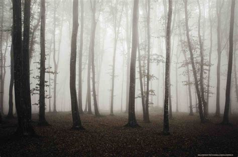 Mysterious Forest With Fog Hd Wallpapers