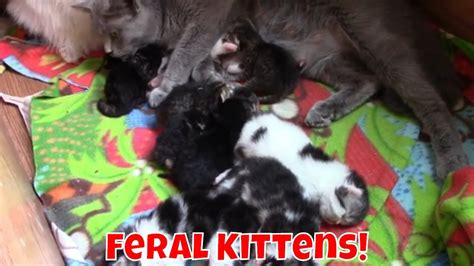 I Found Feral Kittens In My Garden 😻 Youtube