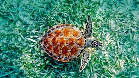 Green Sea Turtle Chelonia Mydas In Hawaii © Monica And Michael Sweet