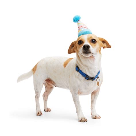 Youly Birthday Dog Hat Smallmedium Petco