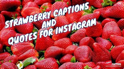 50 Strawberry Quotes And Captions Savoring Strawberry Wisdom