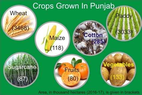 🌱 Major Agricultural Crops In India Major Crops In India Upsc Note