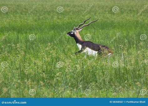 Male Black Buck Grazing In Meadows Stock Image Image Of Jump Horns