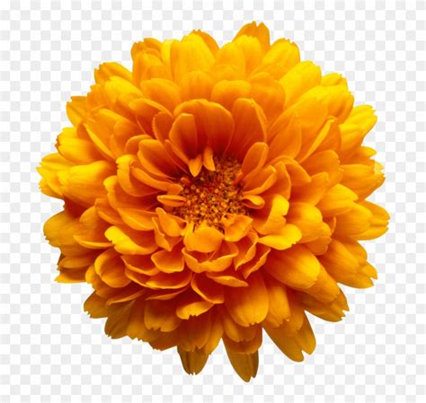 Marigold Clipart Orange Flower Transparent Background Hd Png