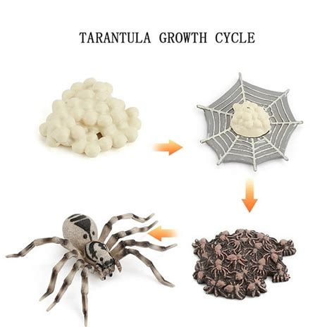 Yoodudes Insect Growth Cycle Ornaments Spider Seven Star Tarantula Bee Life Stage Model