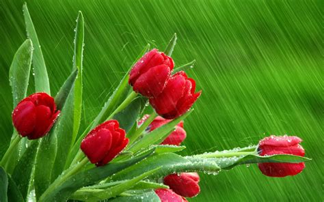 Rainy Spring Day Wallpapers Wallpaper Cave