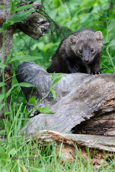 In the second photo, you can notice the blurred horizontal line toward the bottom. Fisher Cat Photos | Jeff Wendorff's Photography Blog