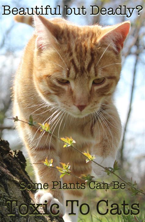 Cut flowers dangerous to cats. Poisonous Plants For Cats - Your Complete Cat Safety Guide