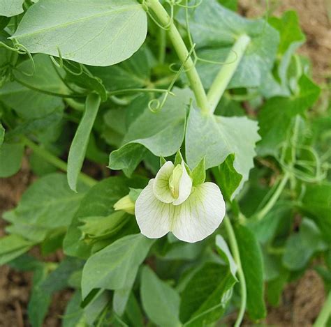 Growing Peas In Greenhouse A Full Planting Guide