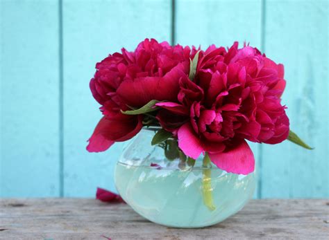 Peonies In A Vase Image Abyss