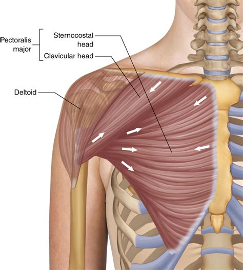 Let's start by the anterior view of the diagram. Pectoralis Major - Learn Muscles
