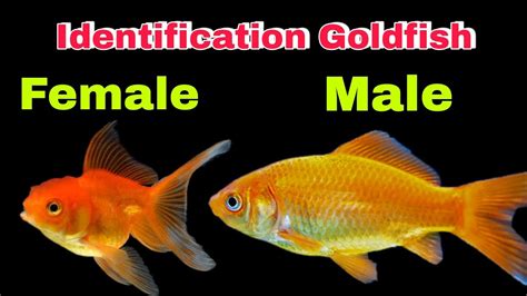 How To Identify Goldfish Male And Female Aquariumworldtelugu Goldfish