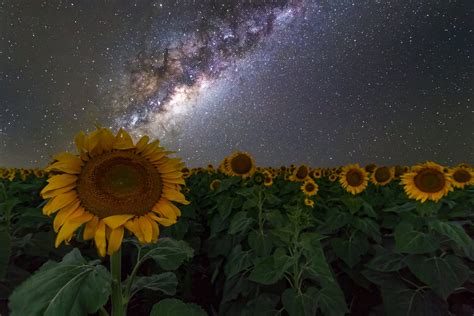 Stars Over The Sunflower I Took This Shot Last Year In South East
