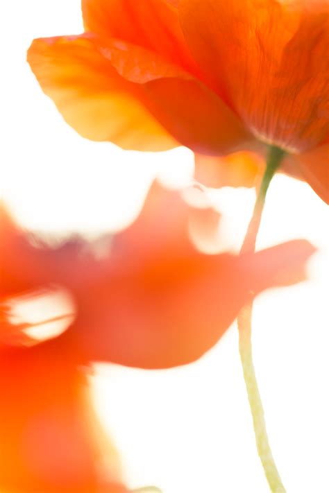 6 Tips for Stunning Soft-Focus Macro Photography