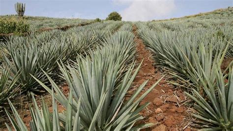Agave Definition Uses And Facts Britannica
