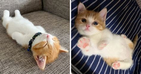 meet chata the adorable munchkin kitten that s going viral on instagram for his hilarious