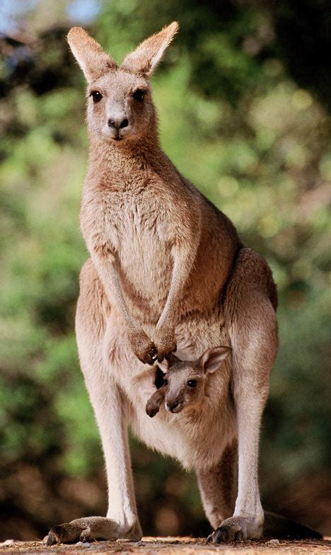 Animal Awesomeness Kangaroos The A Is For Awesome