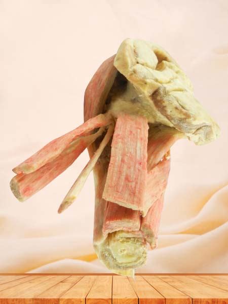 It also is known as the birth canal. Female Lower Back Anatomy Internal Organs / Full Human ...