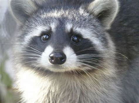 An Epidemic Is Wiping Out Raccoons In 3 Jersey Shore Towns And Your