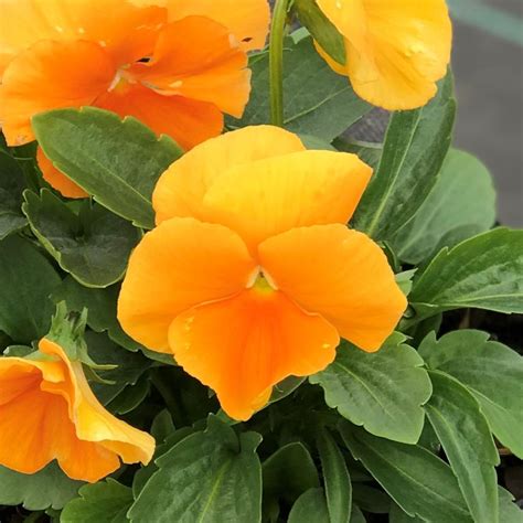 Pansy Matrix Orange Pansy From Saunders Brothers Inc