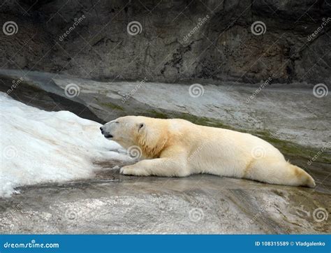 Polar Bear In The Moscow Zoo Stock Image Image Of Female Paws