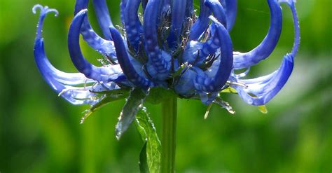 Close Photo Of Blue Petaled Flower · Free Stock Photo